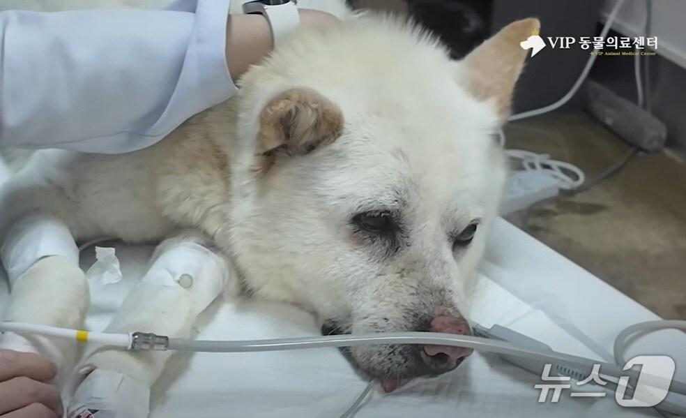 본문 이미지 - 동물병원에서 치료받고 있는 백구&#40;VIP동물의료센터 제공&#41; ⓒ 뉴스1