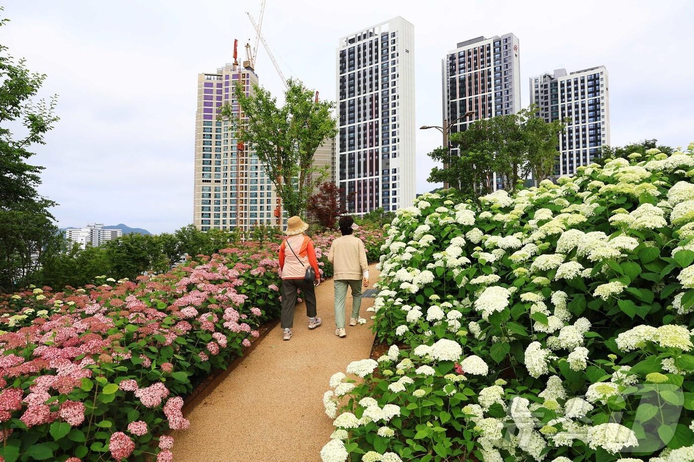 전남 화순 남산 수국 꽃길.(화순군 제공, 재배포 및 DB 금지)2025.6.25/뉴스1