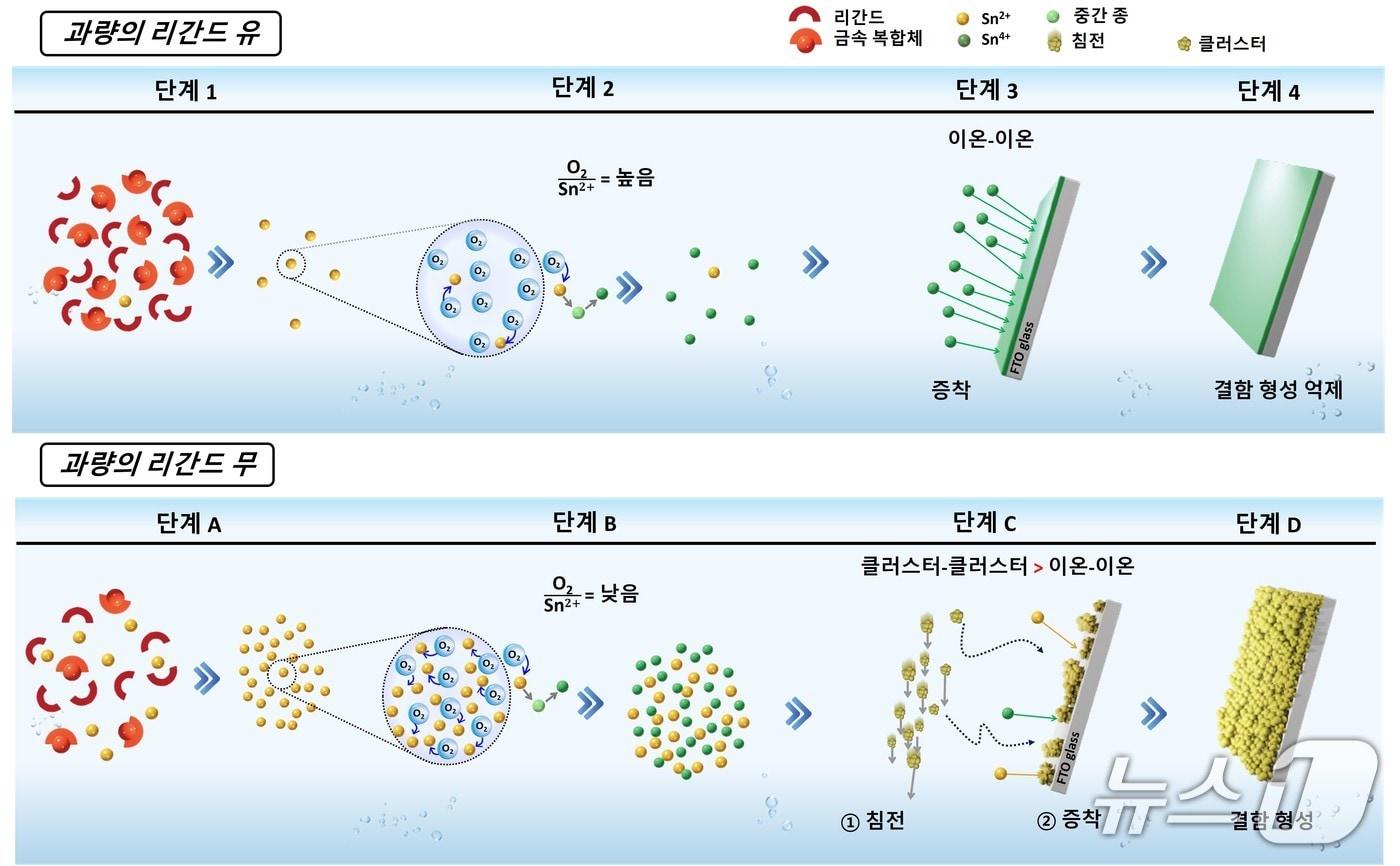 고품질 SnO₂ 박막 합성을 위한 과잉 리간드 전략 메커니즘 (한국연구재단 제공) /뉴스1