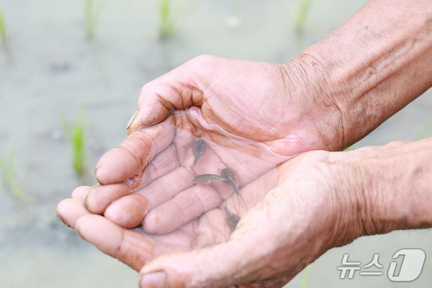 산청군 유기농 탑라이스 재배단지 발견된 긴꼬리투구새우&#40;산청군 제공. 재판매 및 DB금지&#41;.