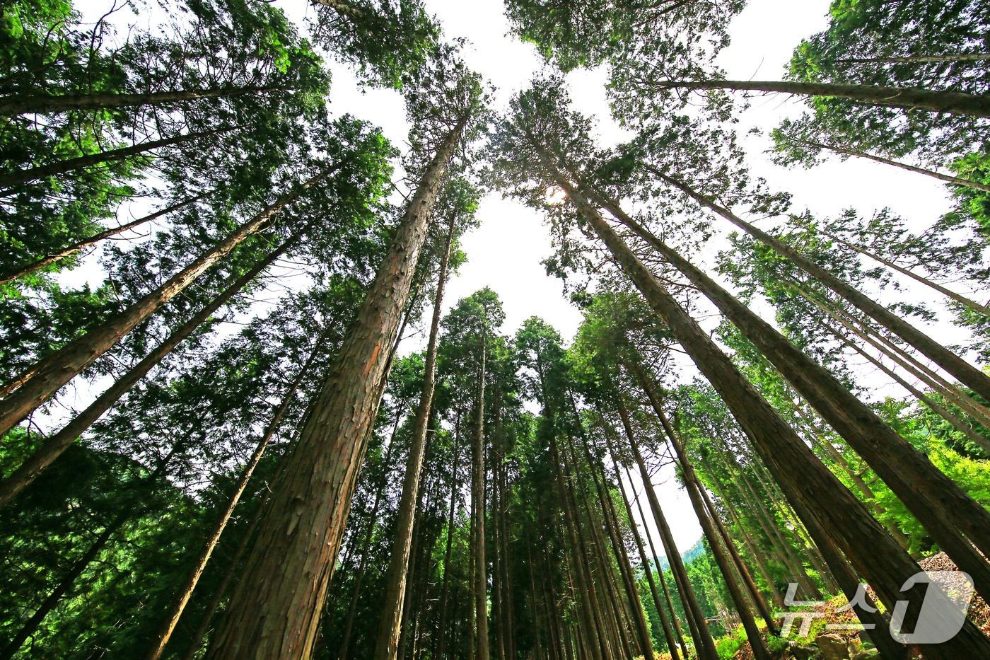 사천케이블카 자연휴양림.(사천시 제공. 재판매 및 DB금지)