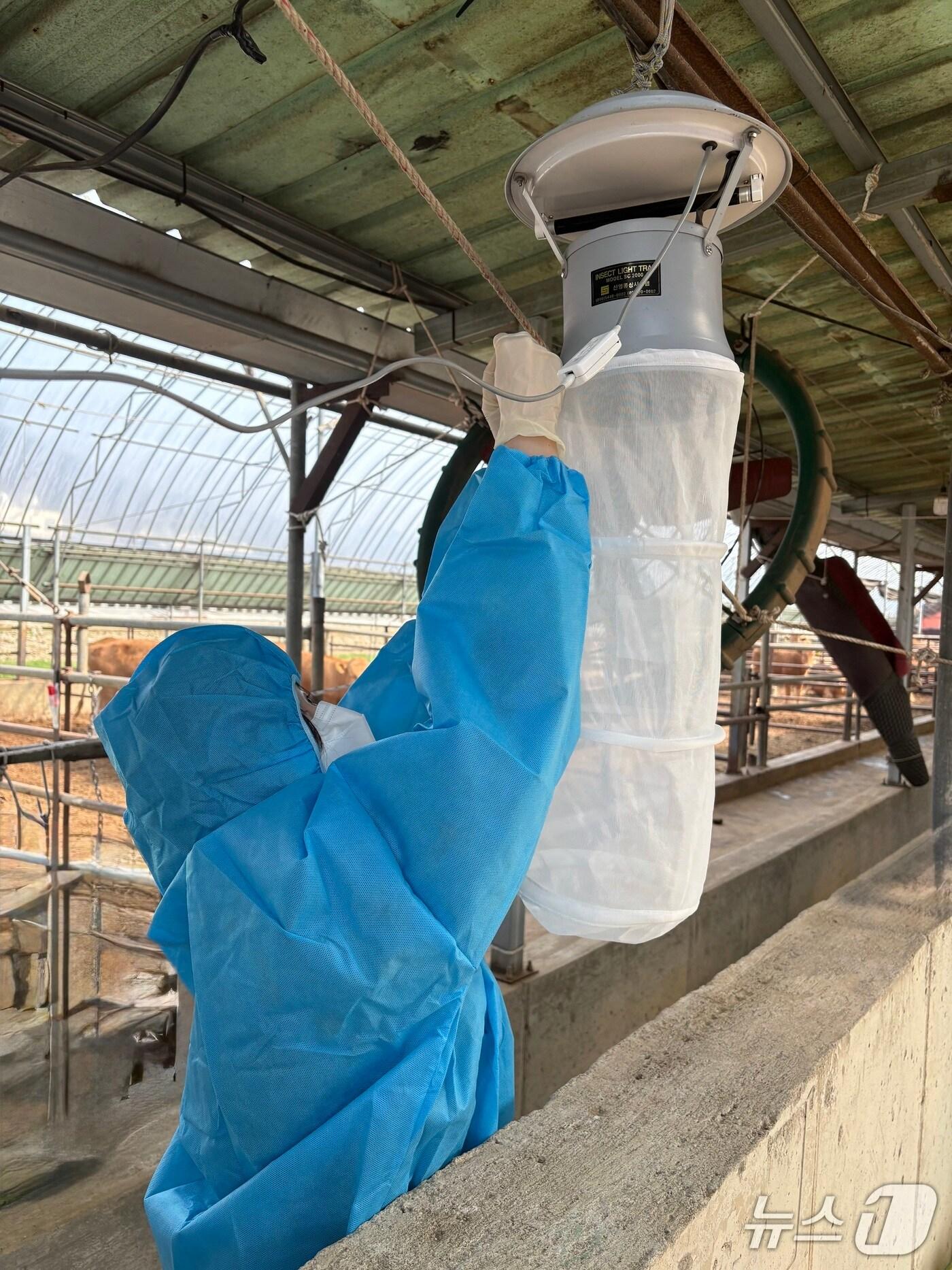본문 이미지 - 충북보건환경연구원 모기 감시 사업.(연구원 제공. 재판매 및 DB금지)