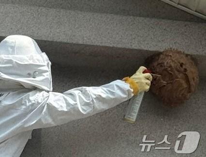 본문 이미지 - 경북소방본부는 여름철 기온 상승으로 인해 벌집 제거 출동과 벌 쏘임 사고 관련 119신고가 급증하고 있다며 도민들에게 각별한 주의를 당부했다.(사진은 기사 내용과 무관함) / 뉴스1 ⓒ News1