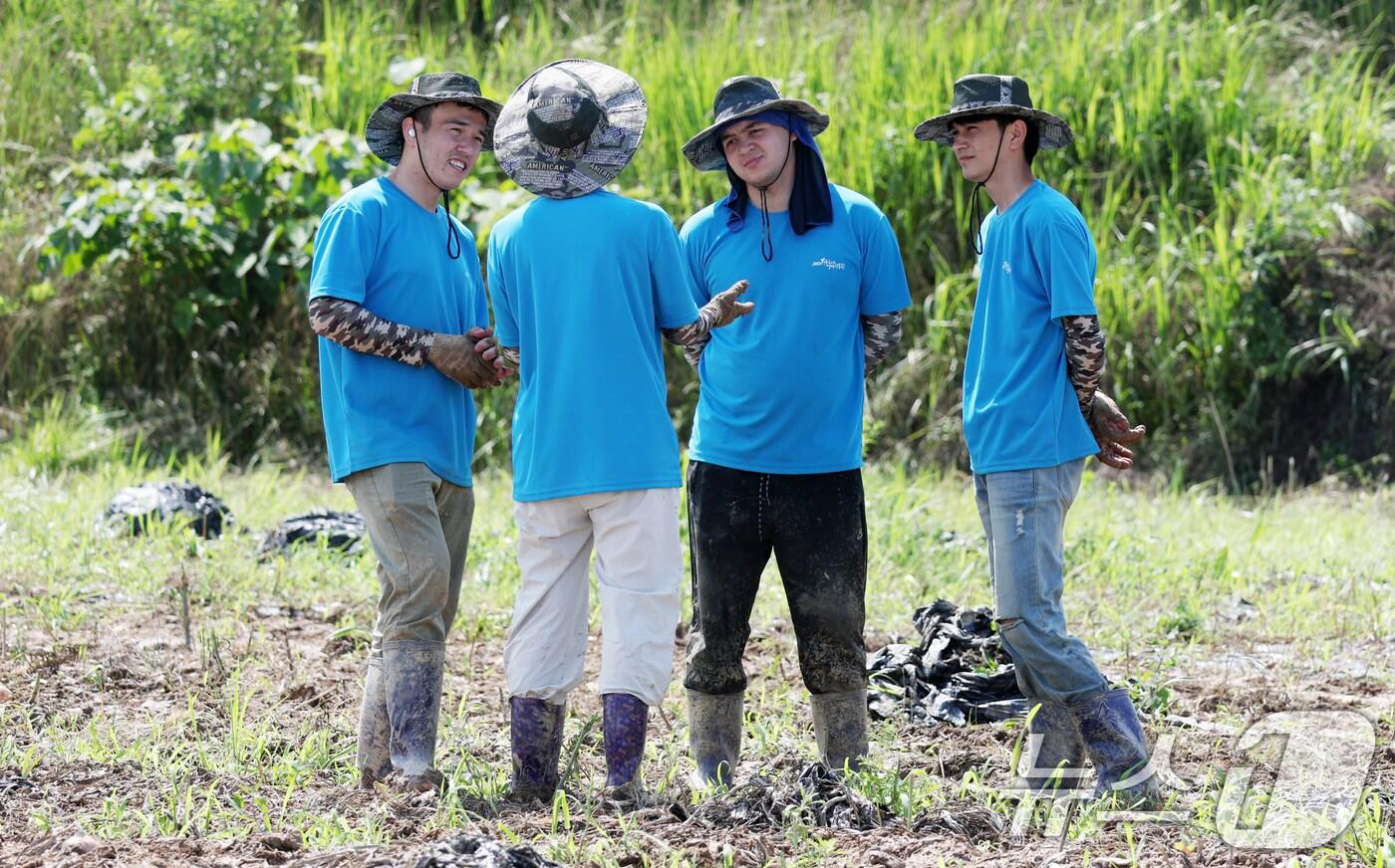 농활체험에 참가한 외국인 유학생들이 전북 부안군 하서면 한 농가를 찾아 수확이 끝난 양파밭에서 멀칭비닐을 제거 작업 중 대화를 나누고 있다. ⓒ News1 유경석 기자