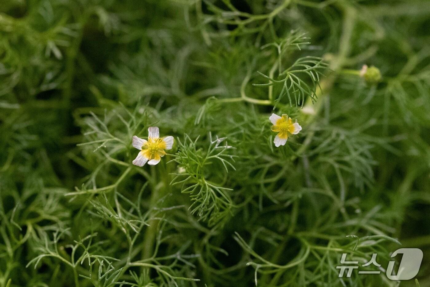 매화마름. (서울식물원 제공) 