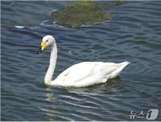 본문 이미지 - 큰고니 '여름'(낙동강하구에코센터 제공. 재판매 및 DB 금지)