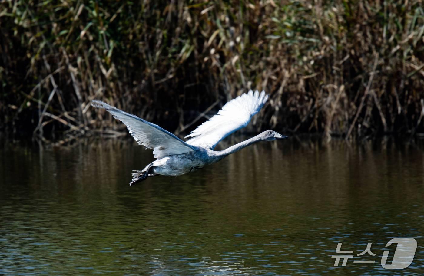 에버랜드의 큰고니 '여름'.(에버랜드 제공)