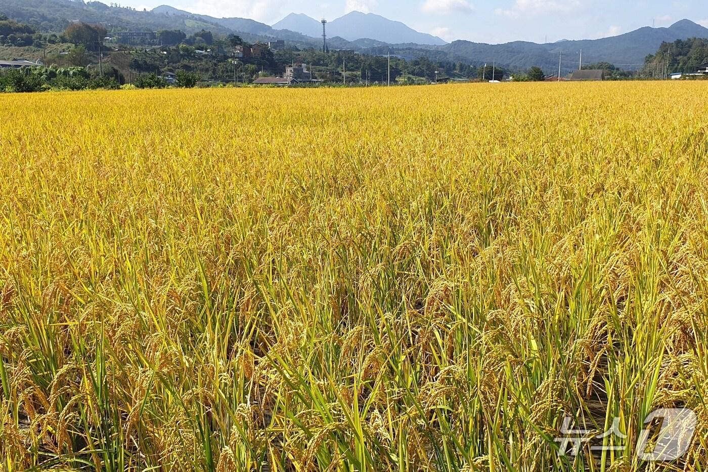  충주 가루쌀 재배 모습.(충주시 제공. 재판매 및 DB금지)/뉴스1