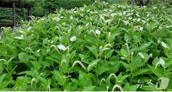 본문 이미지 - 부산화명수목원에 있는 희귀식물 삼백초(부산시청 제공. 재판매 및 DB 금지)