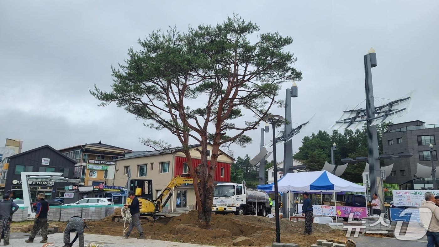 강원 평창군 대관령면 올림픽소나무 자료 사진. (평창군 제공. 재판매 및 DB금지) 2025.6.26/뉴스1