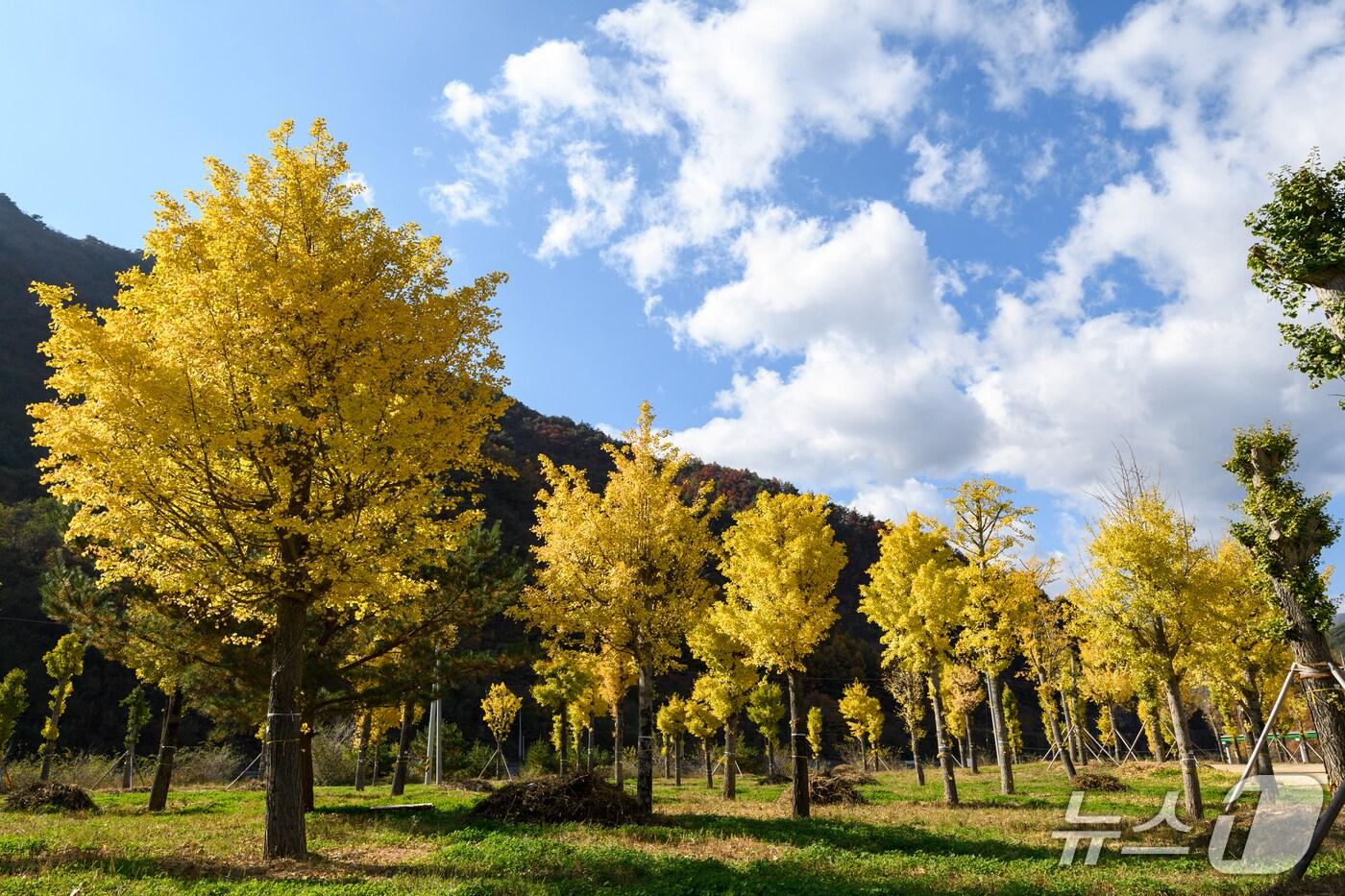 강원 정선군 여량면 유천리의 '천년의 숲' 자료 사진. (정선군 제공. 재판매 및 DB금지) 2025.6.26/뉴스1