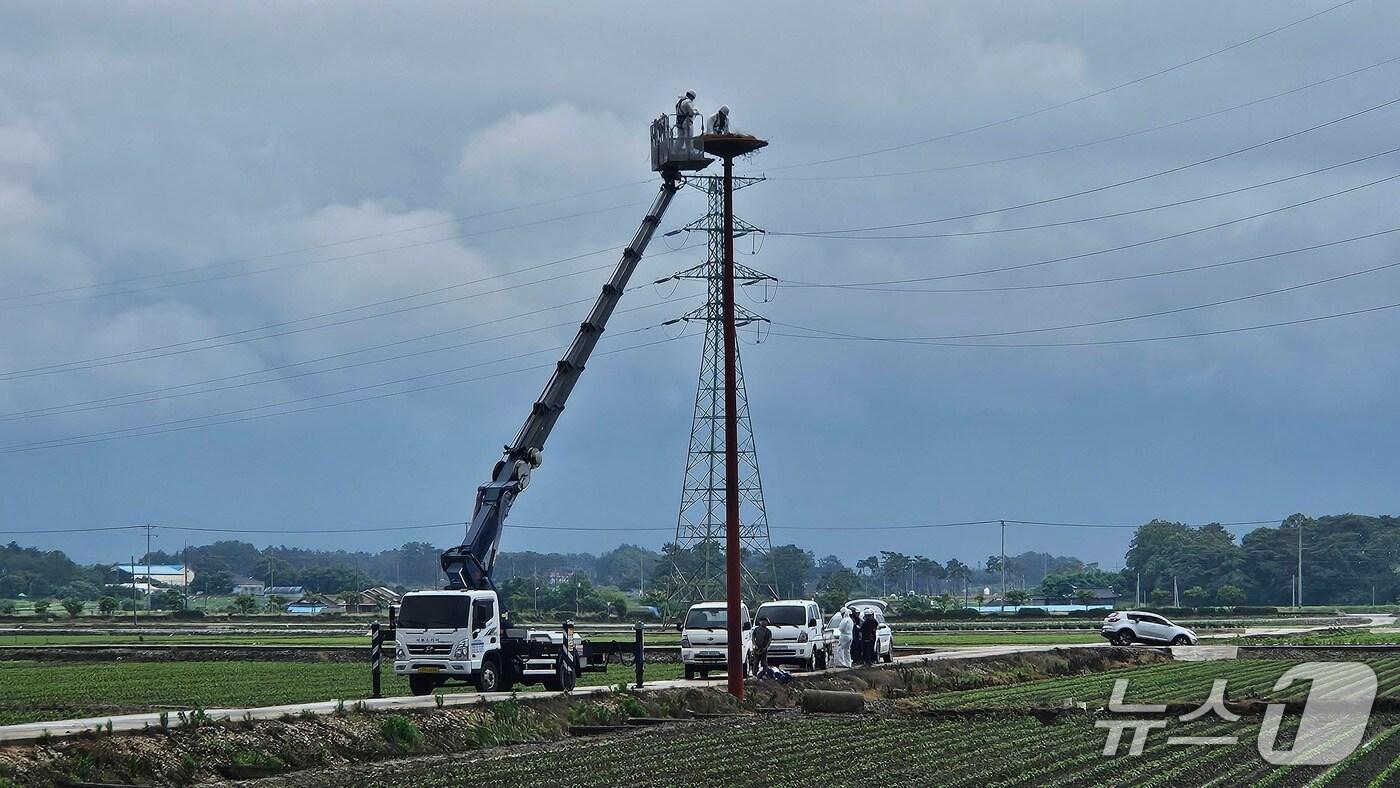 부안군이 천연기념물 황새 보호를 위해 부안읍 행중리에 '인공 둥지탑'을 설치했다.(부안군 제공. 재판매 및 DB금지)