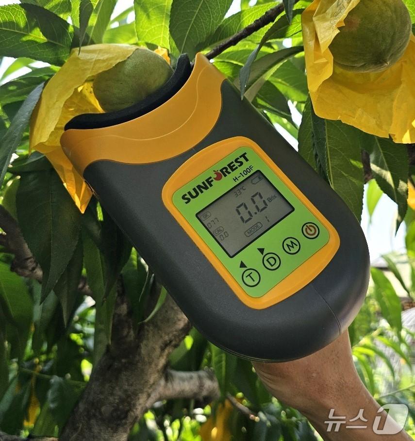 본문 이미지 - 휴대용 비파괴 당도 측정기 모습(옥천군 제공, 재판매 및 DB금지) /뉴스1 