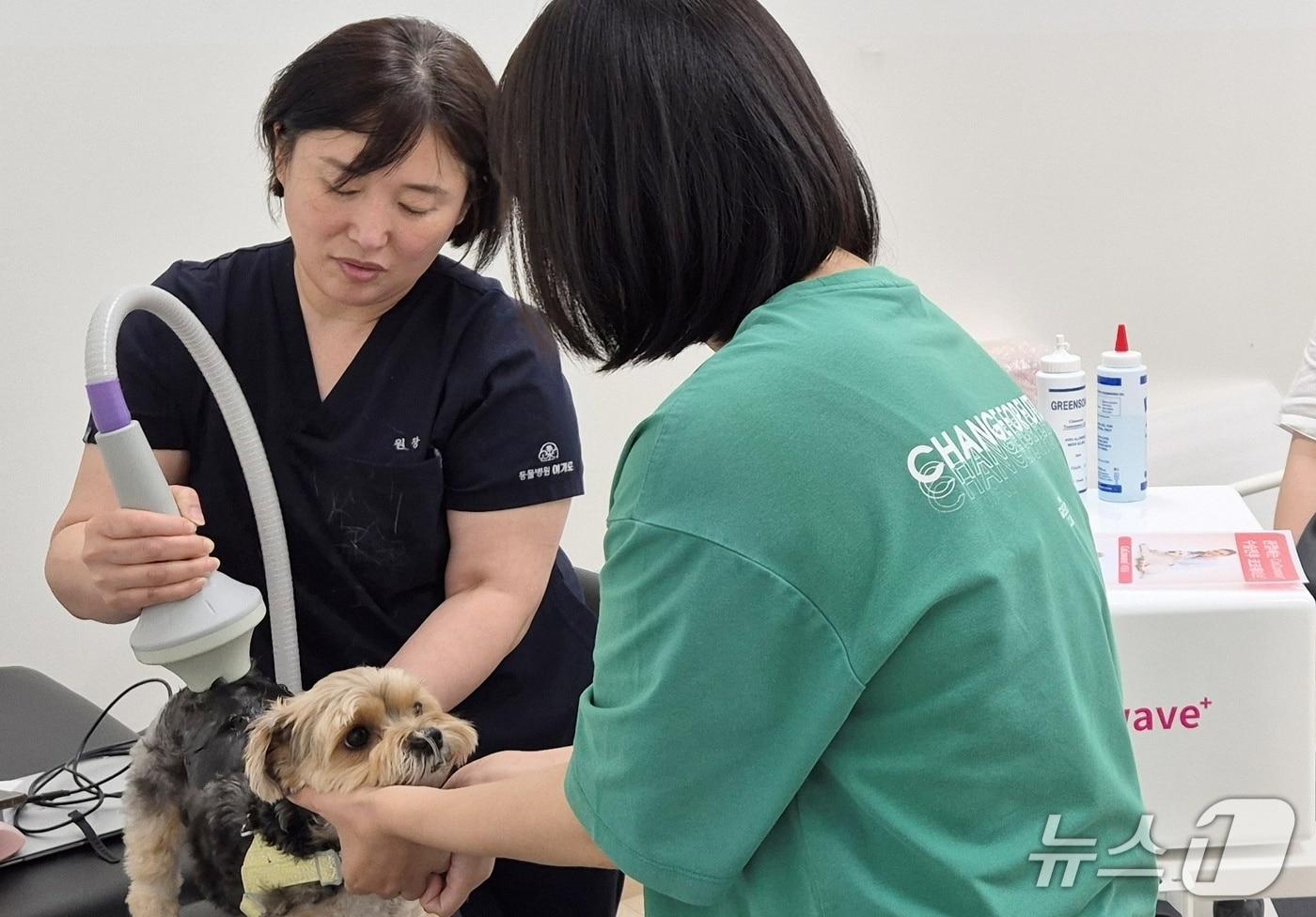 최은영 여기로양한방동물병원 원장이 24일 연암대에서 반려동물 피트니스와 재활 교육을 하고 있다(동물병원 제공). ⓒ 뉴스1