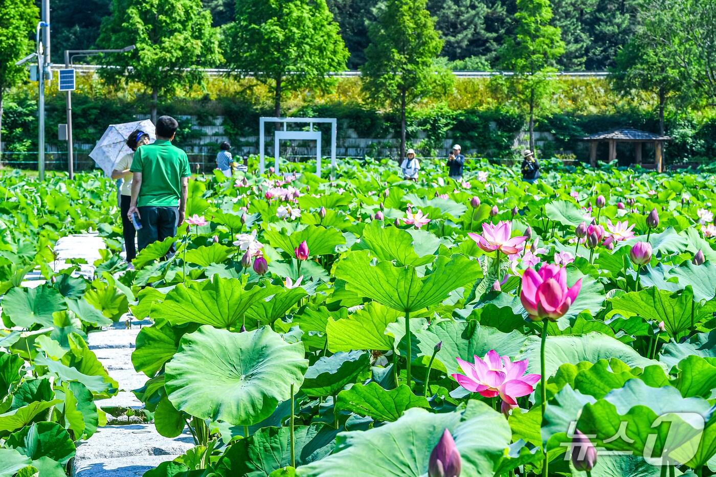함안연꽃테마파크(함안군 제공. 재판매 및 DB금지).