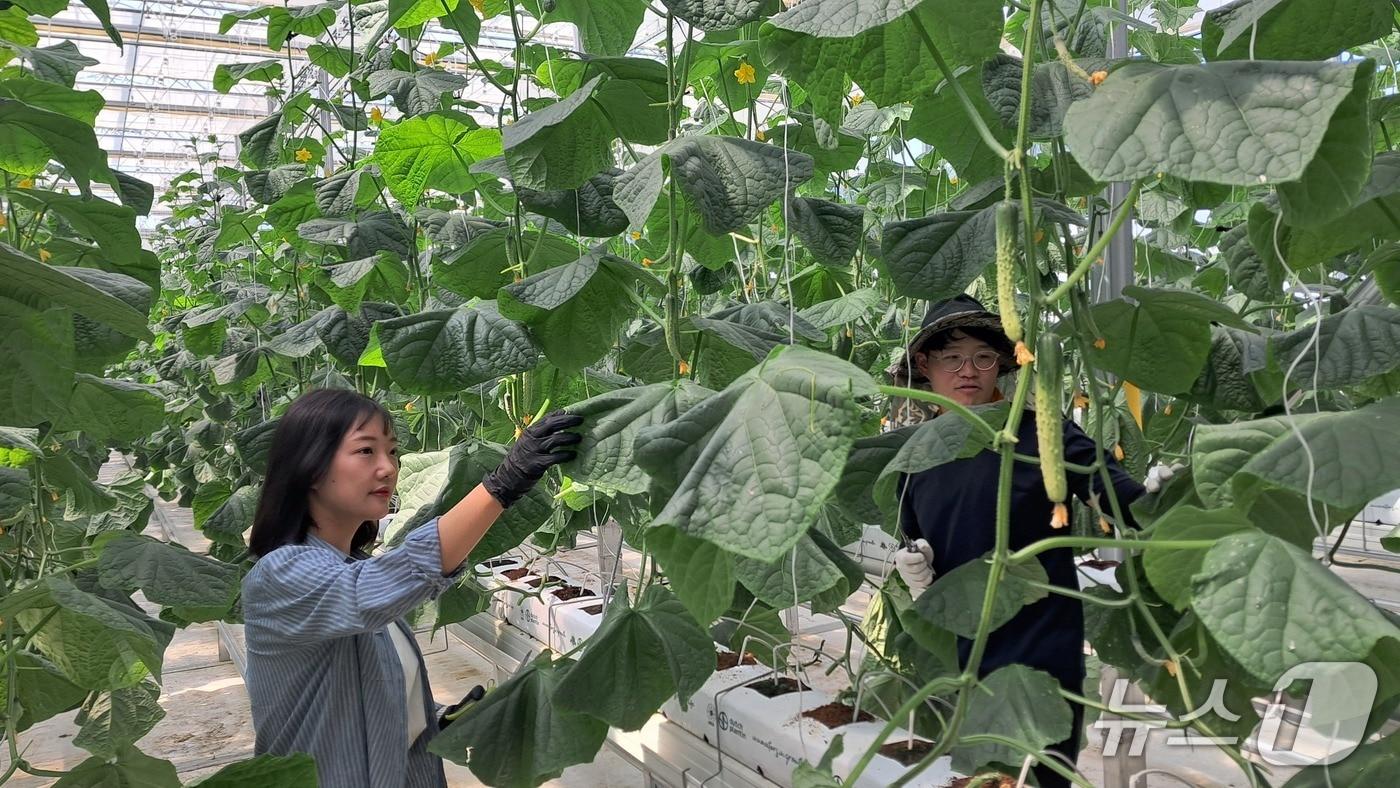 오이 재배하는 청년 농업인. (천안시청 제공. 재판매 및 DB금지)