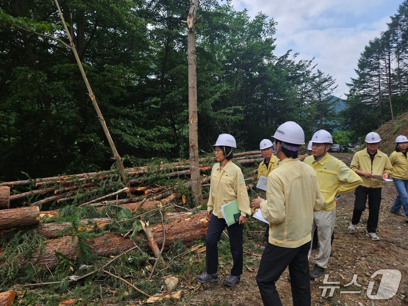 본문 이미지 -  이미라 산림청 차장이 26일 충북 옥천군에서 장마철 집중호우에 대비해 목재수확지를 점검하고 있다. (산림청 제공.재판매 및 DB금지)/뉴스1
