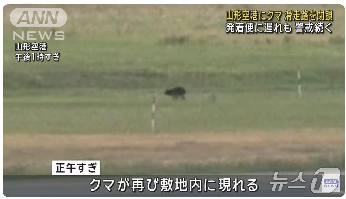 본문 이미지 - 26일 야마가타현 히가시네시 소재 야마가타 공항 활주로에 오전부터 곰이 나타났다. 출처: ANN 뉴스 화면 캡처