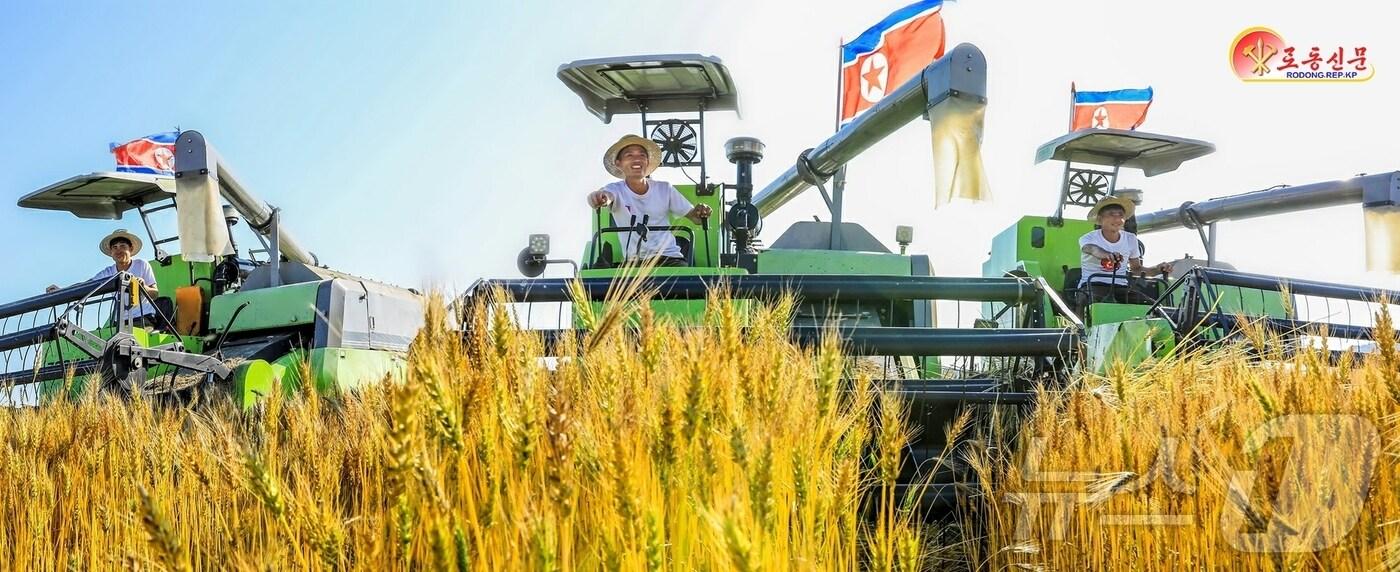 &#40;평양 노동신문=뉴스1&#41; = 북한 노동당 기관지 노동신문은 27일 &#34;각지 농업부문 일꾼&#40;간부&#41;들과 근로자들이 애써 가꾼 밀, 보리를 허실없이 거두어들이기 위해 분발해 나섰다&#34;라고 보도했다. 사진은 정주시 일해농장. [국내에서만 사용가능. 재배포 금지. DB 금지. For Use Only in the Republic of Korea. Redistribution Prohibited] rodongphoto@news1.kr