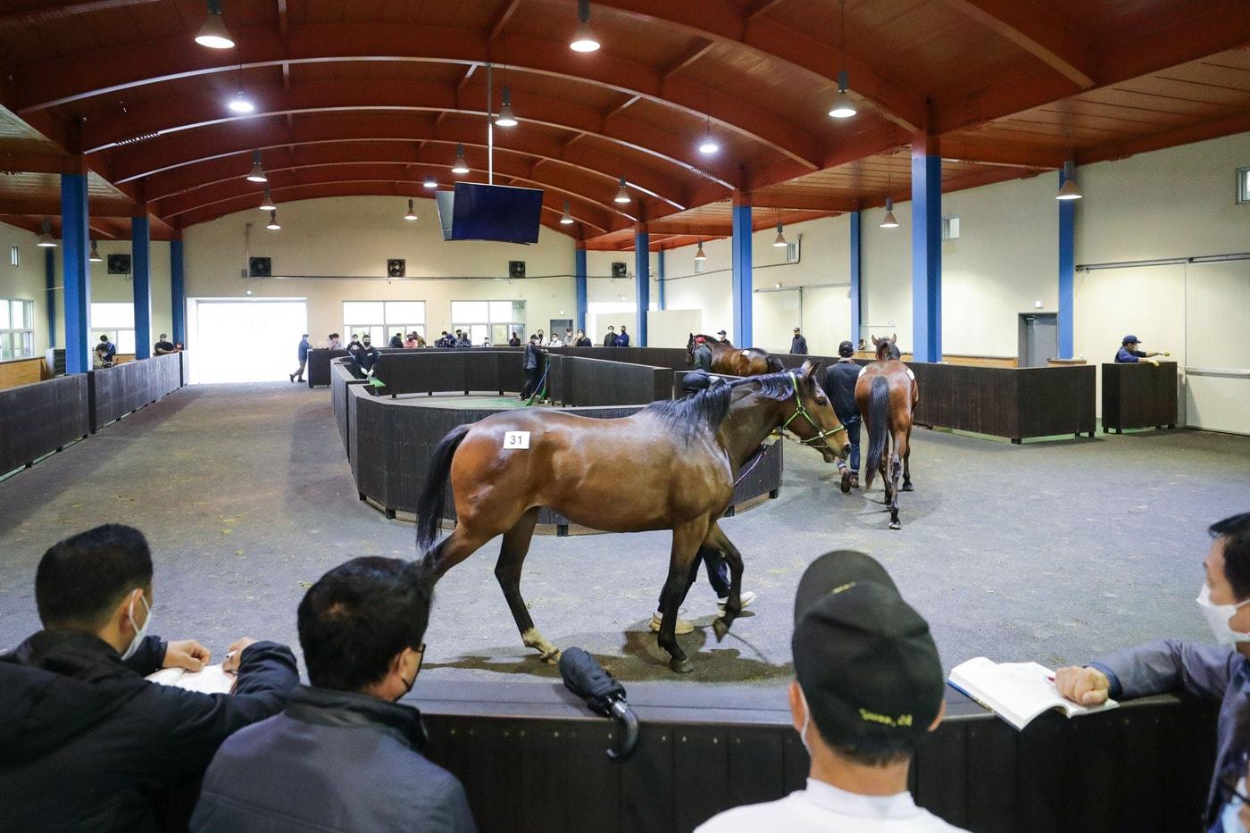 경주마의 경매 모습 (한국마사회 제공)