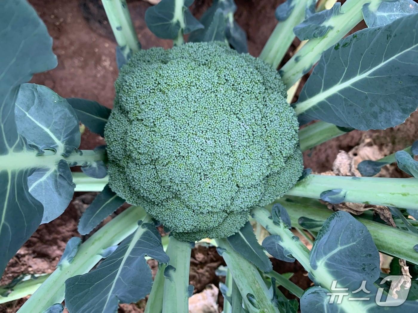 본문 이미지 -  삼다그린(제주도 제공. 재판매 및 DB금지)/뉴스1