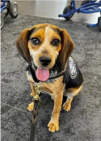 본문 이미지 - 미국 세관국경보호국(CBP) 세관견 '프레디' (출처=미국세관국경보호국) ⓒ News1 송송이 기자