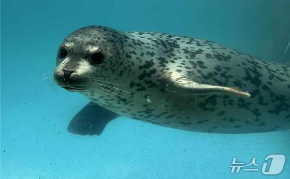 본문 이미지 - 25일 강릉 사근진해변 인근 해역에서 방류된 점박이물범&#40;해양수산부 제공&#41;