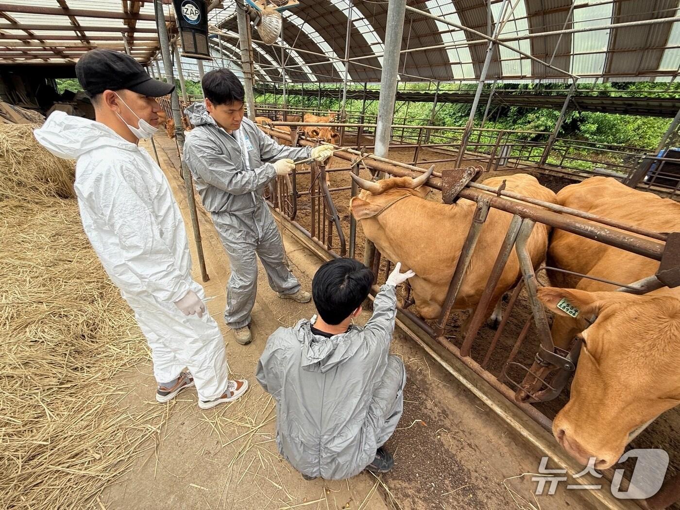 본문 이미지 -  동물의료지원단&#40;가평군 제공. 재판매 및 DB 금지&#41;/뉴스1