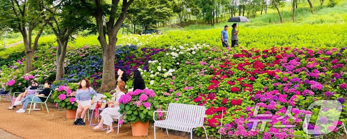 본문 이미지 - 구미 다온숲 수국축제(자료사진 )/ ⓒ 뉴스1 정우용 기자