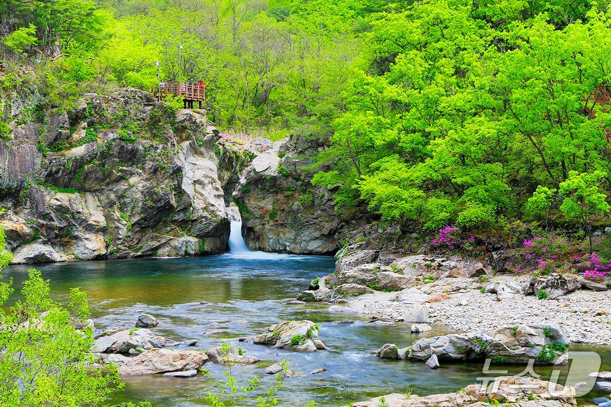 본문 이미지 - 양구 두타연./뉴스1