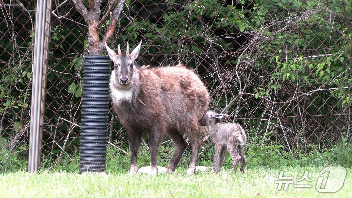 올해 네번째로 태어난 새끼산양과 어미산양.&#40;양구 산양·사향노루센터 제공. 재판매 및 DB금지&#41;/뉴스1