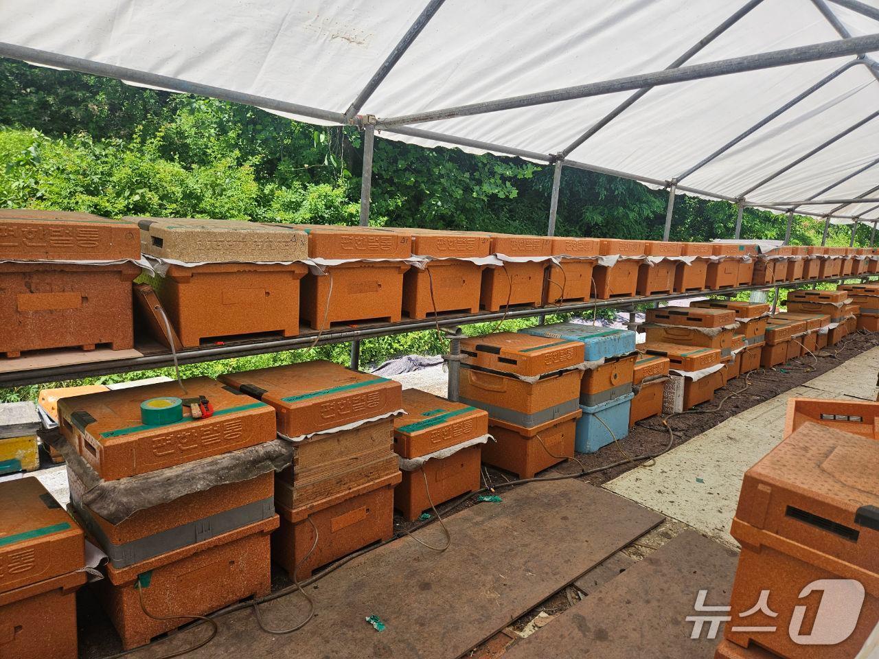 본문 이미지 - 한 양봉 농가가 스마트 벌통을 설치한 모습.(용인시 제공)