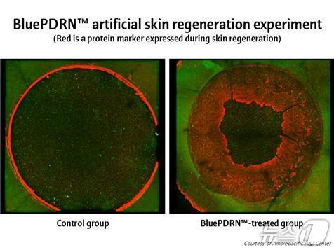본문 이미지 - 비동물성 PDRN(폴리디옥시리보뉴클레오티드)(해양수산부 제공)