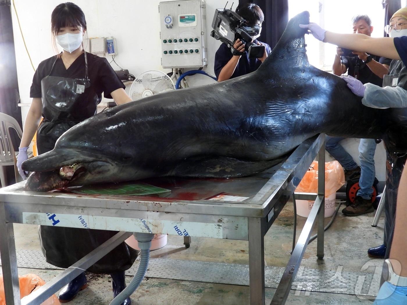본문 이미지 - 30일 오전 제주 제주시 한림읍 한국수자원공단 제주본부에서 남방큰돌고래 &#39;턱이&#39;의 부검이 진행되고 있다.2025.6.30/뉴스1 ⓒ News1 홍수영 기자