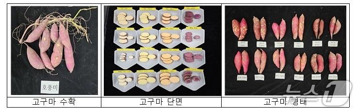 본문 이미지 - 간척지 재배되는 고구마 모습과 기능성 물질 함량(2023년, 새만금간척지, 관개수 염농도 0, 0.2, 0.4%), (농진청 제공) ⓒ News1