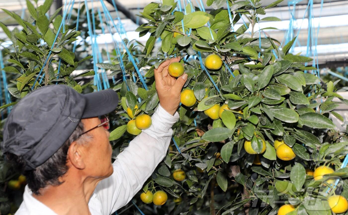제주 하우스 감귤ⓒ News1 오미란 기자