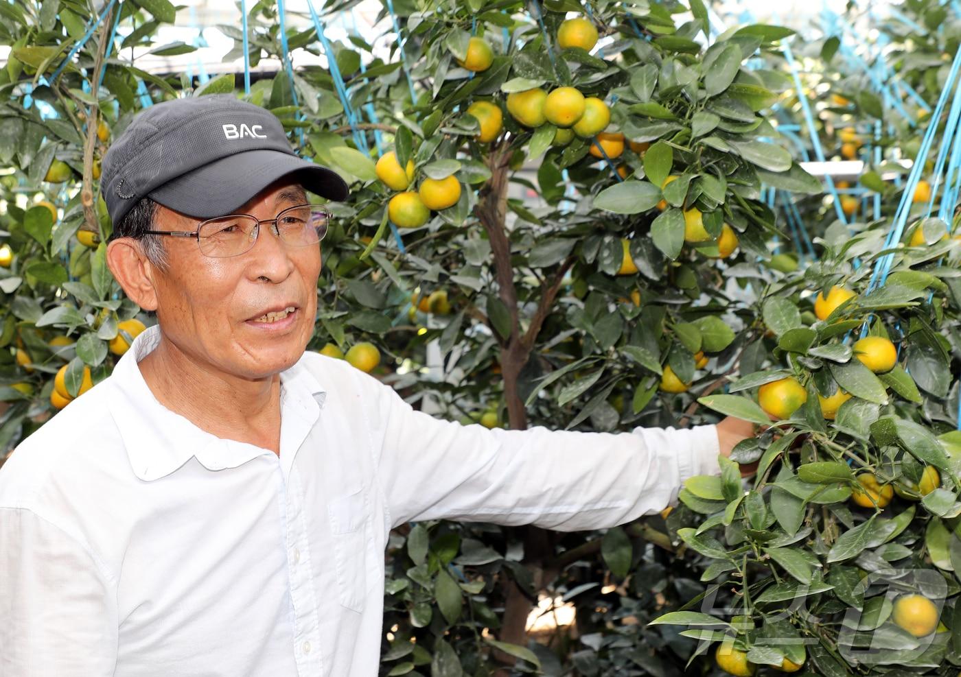 30일 오전 제주 서귀포시 남원읍 위미리 고성진 씨(67) 농가에서 하우스감귤 수확 작업이 이뤄지고 있다. 2025.6.30/뉴스1 ⓒ News1 오미란 기자