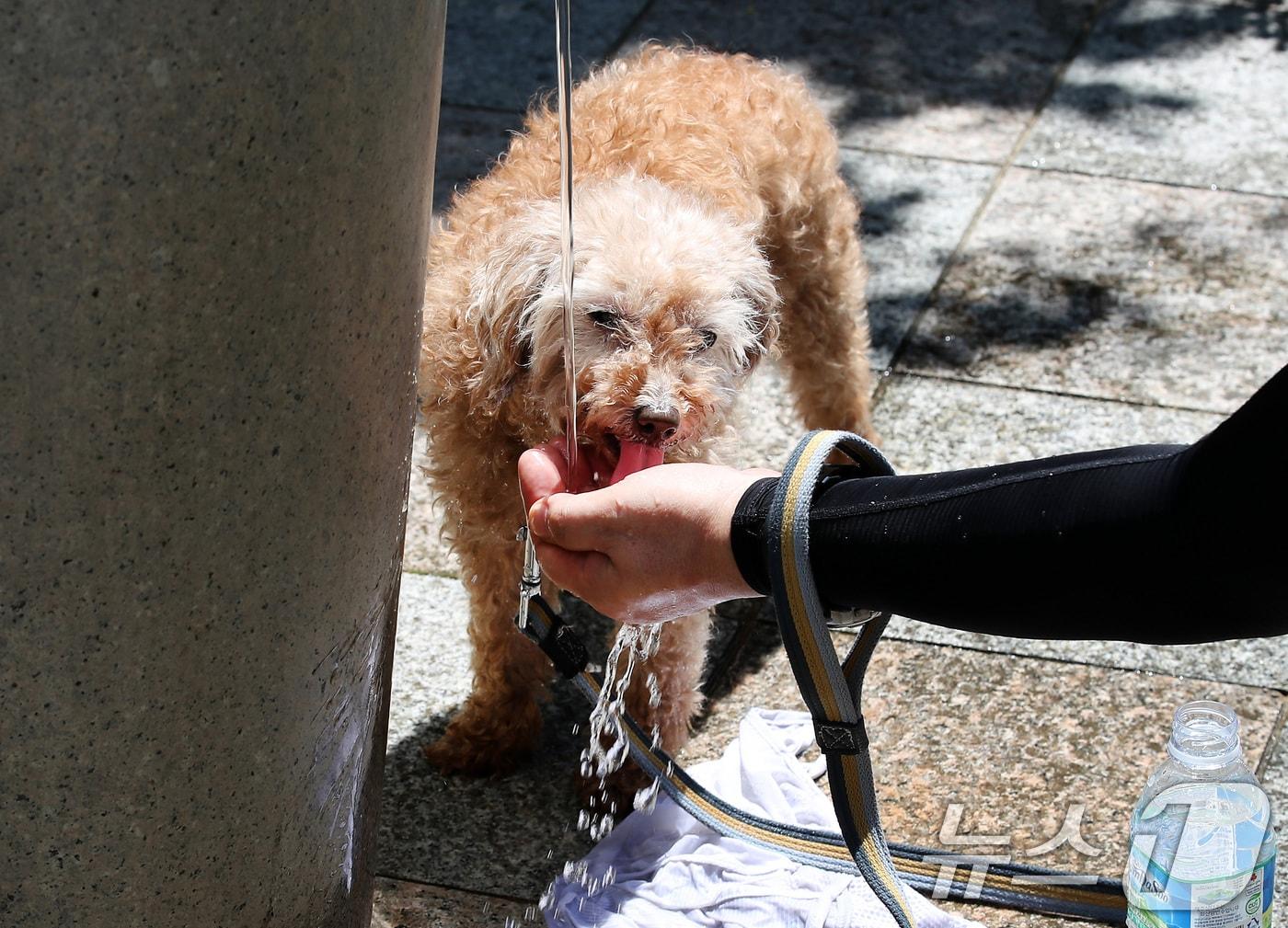 본문 이미지 - 폭염이 이어진 30일 대구 달서구 두류공원으로 산책 나온 시민이 찜통더위에 지친 반려견에게 물을 먹이고 있다. 2025.6.30/뉴스1 ⓒ News1 공정식 기자