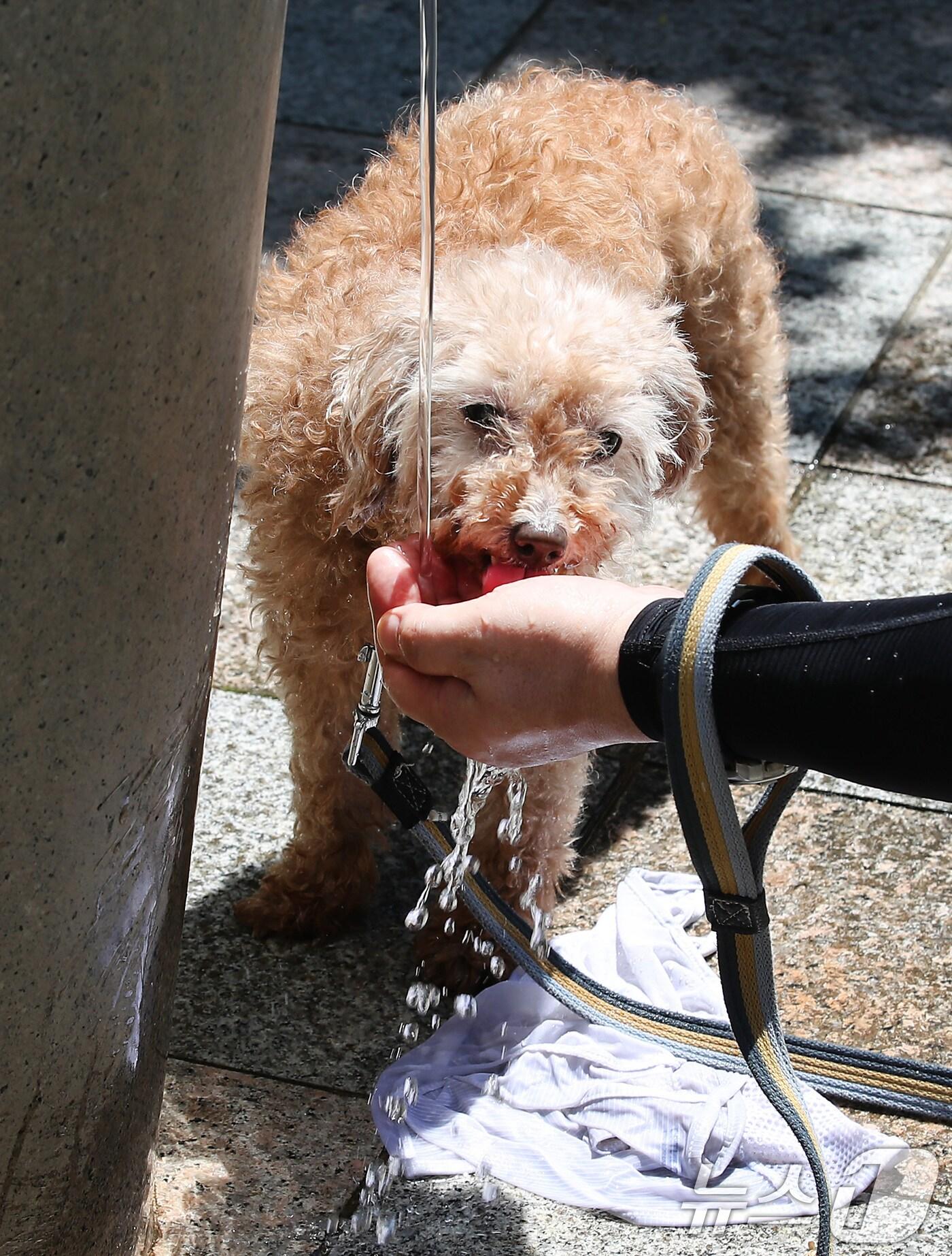 본문 이미지 - 폭염이 이어진 30일 대구 달서구 두류공원으로 산책 나온 시민이 찜통더위에 지친 반려견에게 물을 먹이고 있다. 2025.6.30/뉴스1 ⓒ News1 공정식 기자