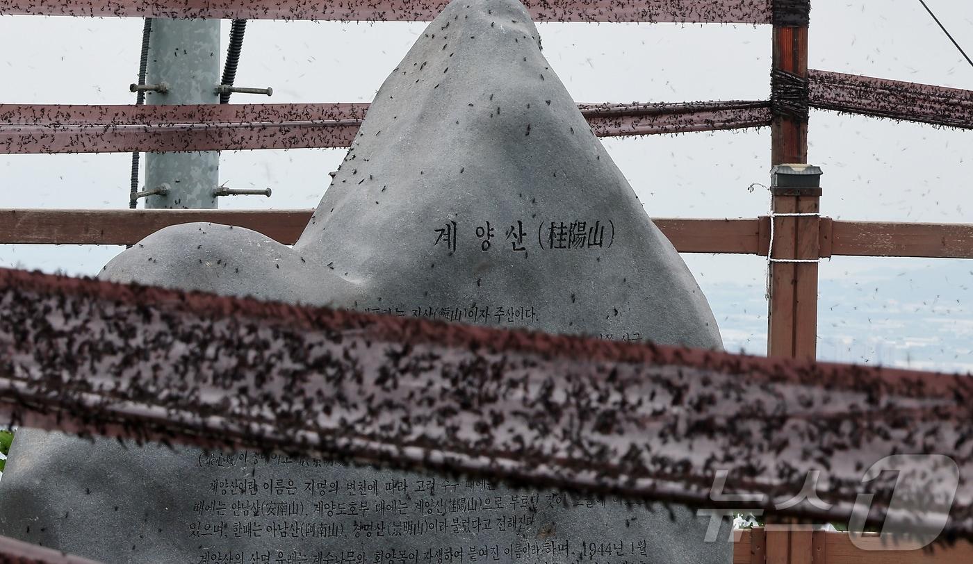30일 오후 인천 계양구 계양산 정상에 붉은등우단털파리&#40;러브버그&#41; 무리가 정상 표지석 등에 들러붙어 있다. 2025.6.30/뉴스1 ⓒ News1 김진환 기자