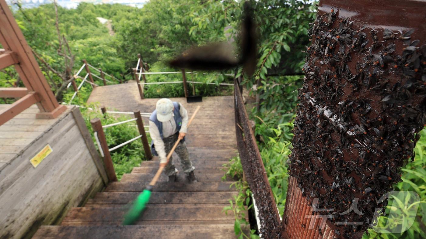 6월 30일 오후 인천 계양구 계양산 정상에 붉은등우단털파리&#40;러브버그&#41; 무리가 대량 출몰한 가운데 계양구청 공원녹지과 산림보호팀 관계자들이 방역 작업을 하고 있다. 2025.6.30/뉴스1 ⓒ News1 김진환 기자