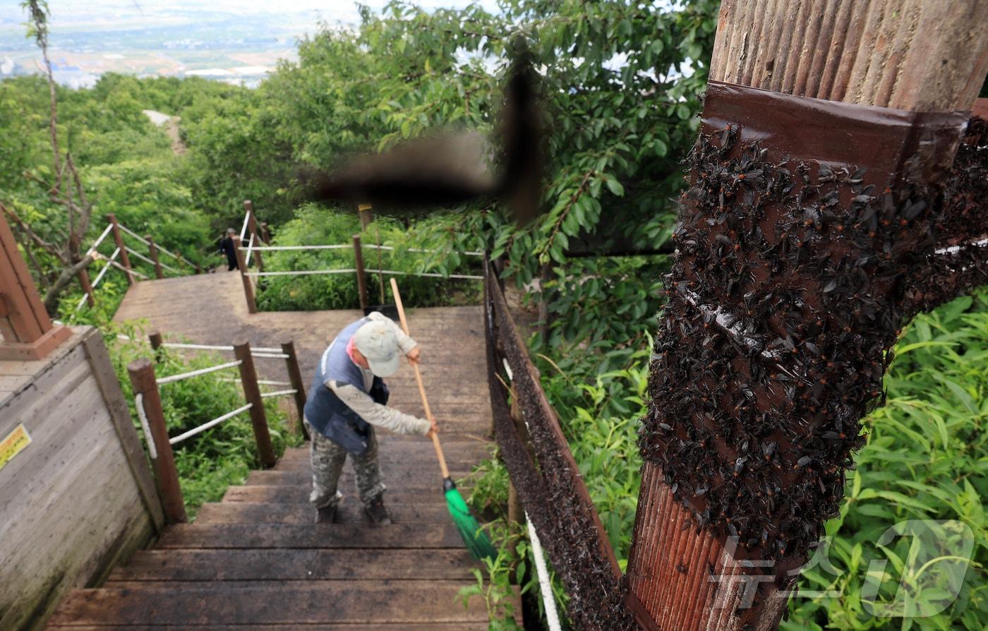 30일 오후 인천 계양구 계양산 정상에 붉은등우단털파리&#40;러브버그&#41; 무리가 대량 출몰한 가운데 계양구청 공원녹지과 산림보호팀 관계자들이 방역 작업을 하고 있다. 2025.6.30/뉴스1 ⓒ News1 김진환 기자