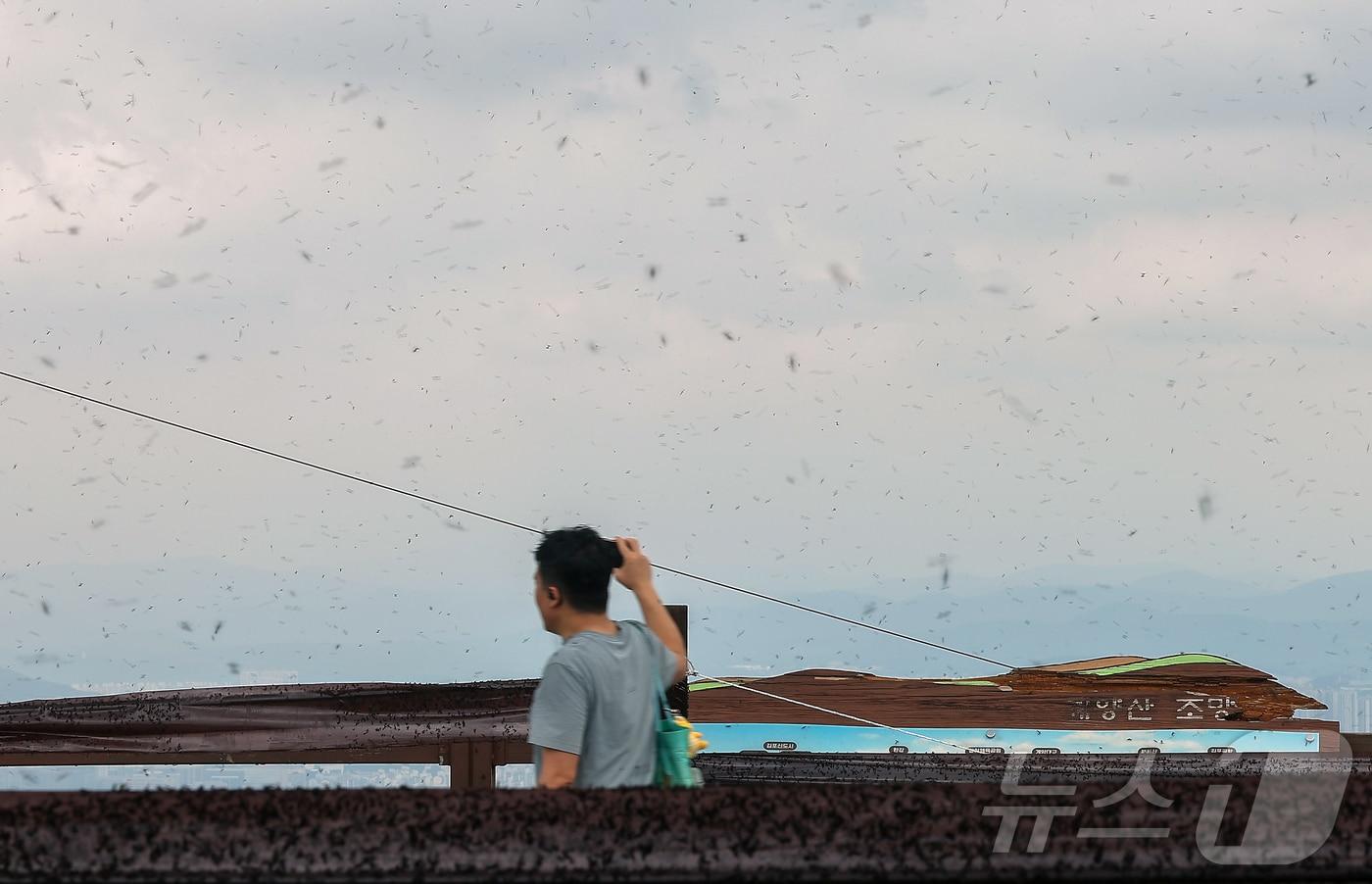 30일 오후 인천 계양구 계양산 정상에 붉은등우단털파리&#40;러브버그&#41; 무리가 대량 출몰해 등산객들이 불편을 겪고 있다. 2025.6.30/뉴스1 ⓒ News1 김진환 기자