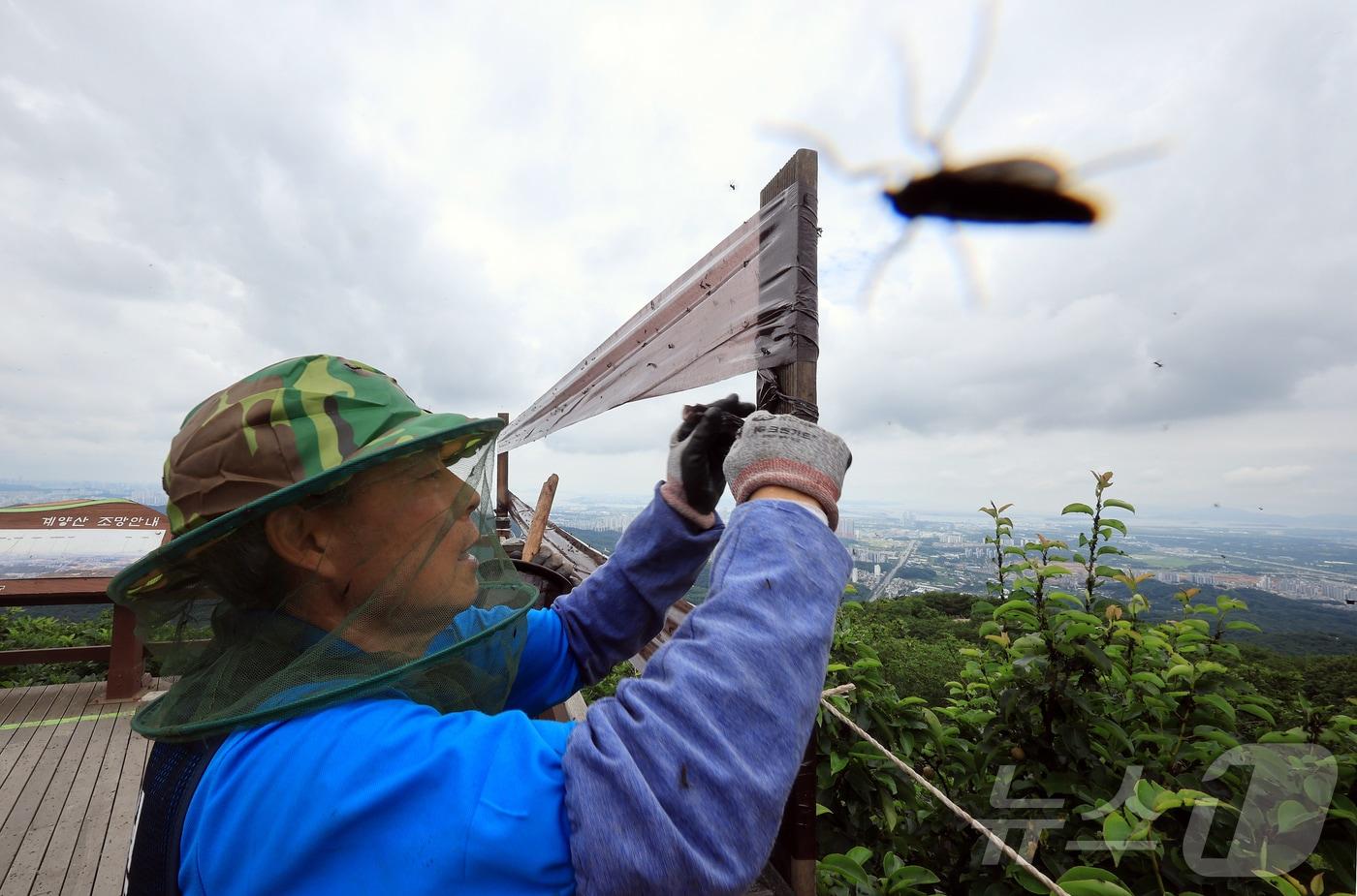 인천 계양구 계양산 정상에 붉은등우단털파리&#40;러브버그&#41; 무리가 대량 출몰한 가운데 계양구청 공원녹지과 산림보호팀 관계자들이 방역 및 날벌레 트랩을 설치하고 있다. 2025.6.30/뉴스1 ⓒ News1 김진환 기자