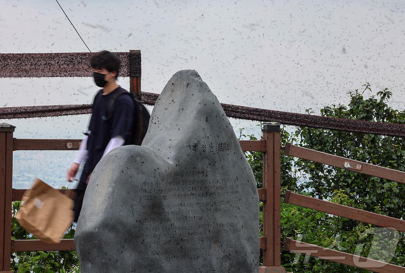 본문 이미지 - 인천 계양구 계양산 정상에 붉은등우단털파리(러브버그) 무리가 대량 출몰해 등산객들이 불편을 겪고 있다. 2025.6.30 ⓒ 뉴스1 김진환 기자