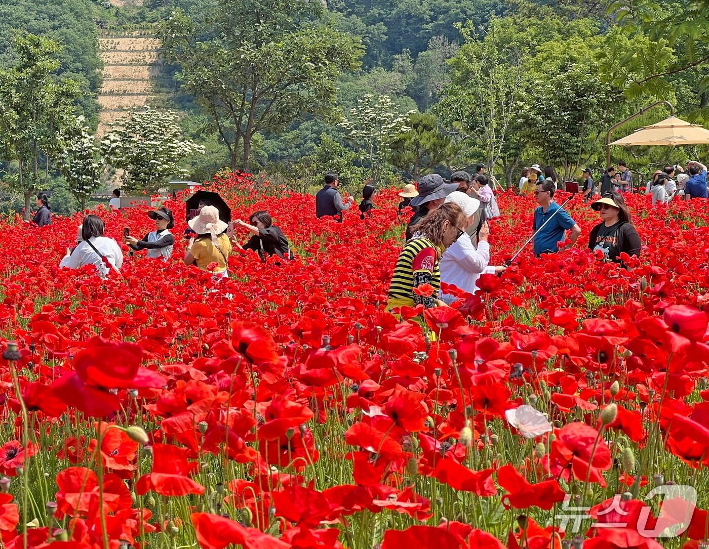 본문 이미지 - 2025 임실방문의 해를 맞아 옥정호 출렁다리와 붕어섬 생태공원에 올해 상반기 역대 가장 많은 관광객이 찾으며 전국적인 인기 관광지로 자리매김하고 있다.(임실군제공. 재판매 및 DB금지)2025.6.30/뉴스1