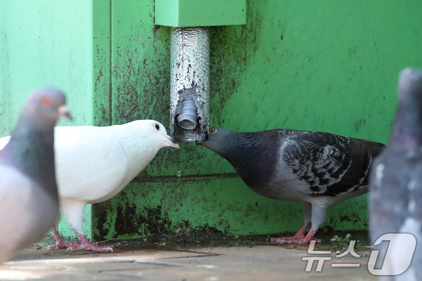 대구기상청에 따르면 올해 6월 대구와 경북지역이 역대 가장 뜨웠다는 관측을 발표했다. ⓒ News1 DB