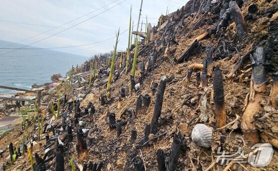 본문 이미지 - 5월 7일 초대형산불피해지역인 걍북 영덕군 영덕읍 석리마을(일명 따개비 마을) 비탈길에서 대나무 순이 올라오고 있다. (영덕=뉴스1) 최창호 기자