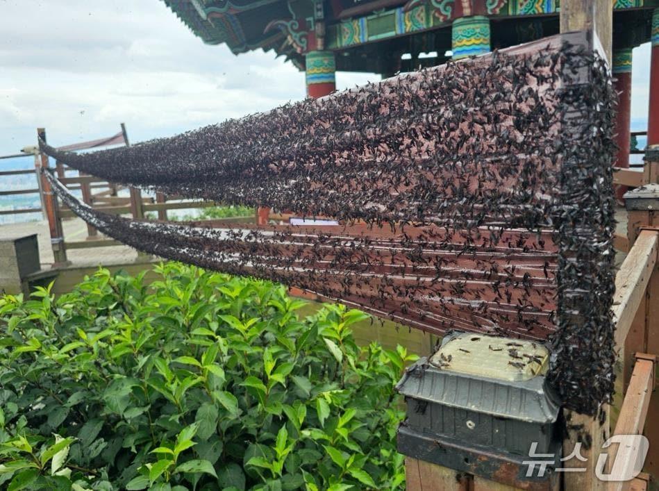 본문 이미지 - 계양산에 설치된 러브버그 롤트랩&#40;인천 계양구 제공.재판매 및 DB금지&#41;