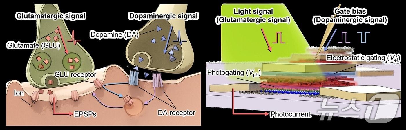 센서를 이루는 소자인 광트랜지스터의 구조. (UNIST 제공. 재판매 및 DB 금지) /뉴스1
